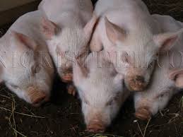 pig pile - Nicki Steel Photography