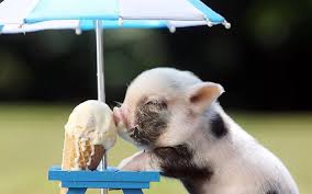 Did you know that PIGS CAN BE SO FUNNY? - FUNNY PIG VIDEOS will make you  DIE LAUGHING - YouTube