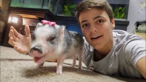 Image result for pig