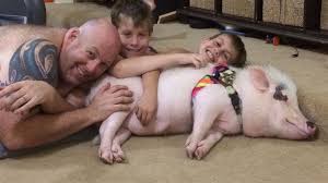 Image result for pig