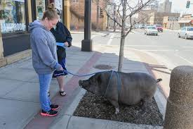Image result for pig being walked
