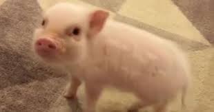 Video: The adorable mini pig 'Hank' is an internet celebrity and a  philanthropist