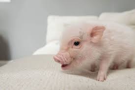 My Best Friend Hank - Home | Facebook