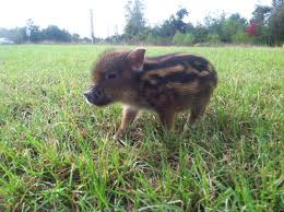 Chipmunk colored Teacup mini pot bellied pig! SO ADORABLE!! And one of the  smartest animals too! | Pet pigs, Pot belly pigs, Teacup pigs full grown